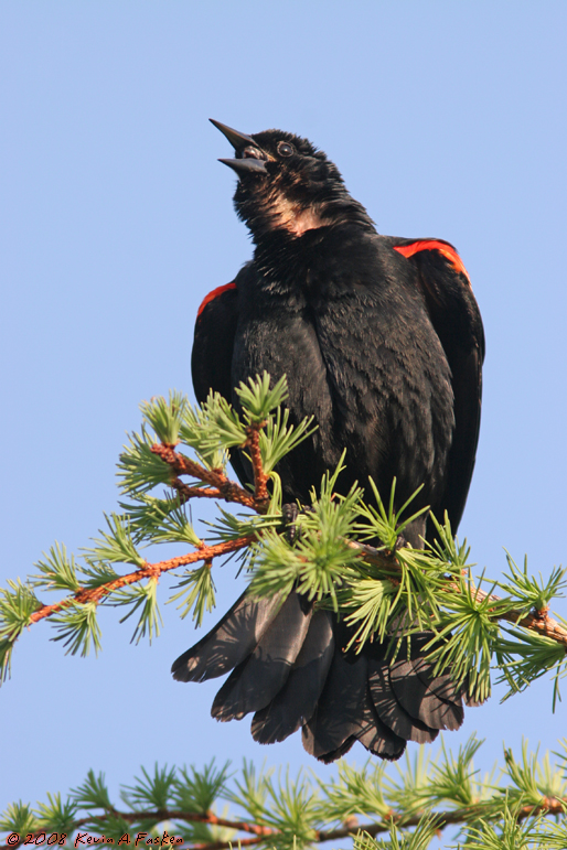 CALLING FROM A TAMARACK