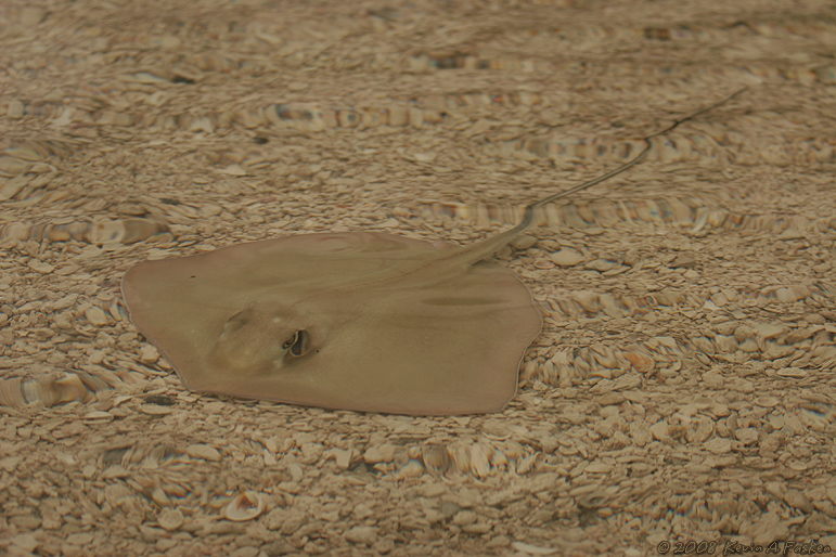 STING RAY