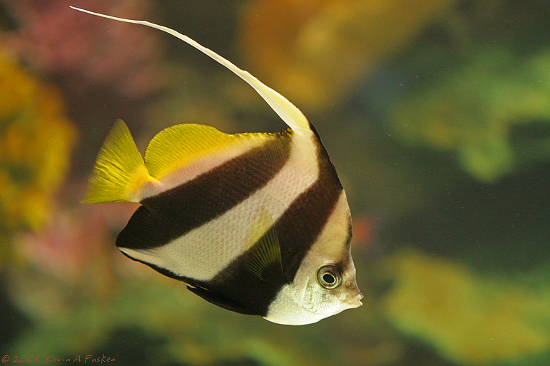REEF FISH 2