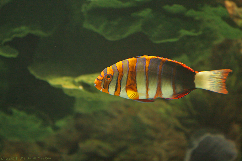 REEF FISH 1