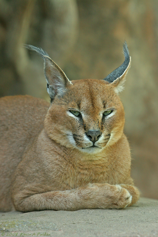A TIRED LYNX