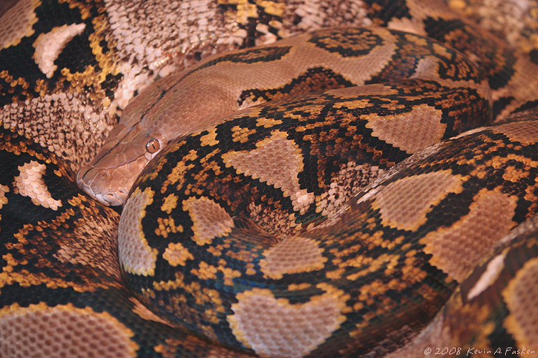 PYTHON COILS