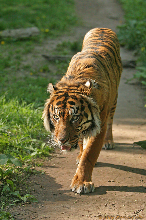 THE PROWLER