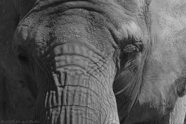B&W CLOSE-UP