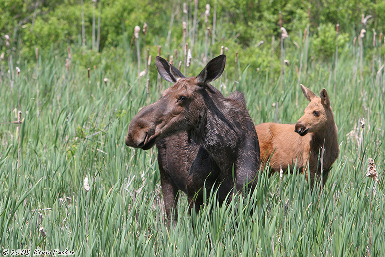 MOOSE COW & CALF 2