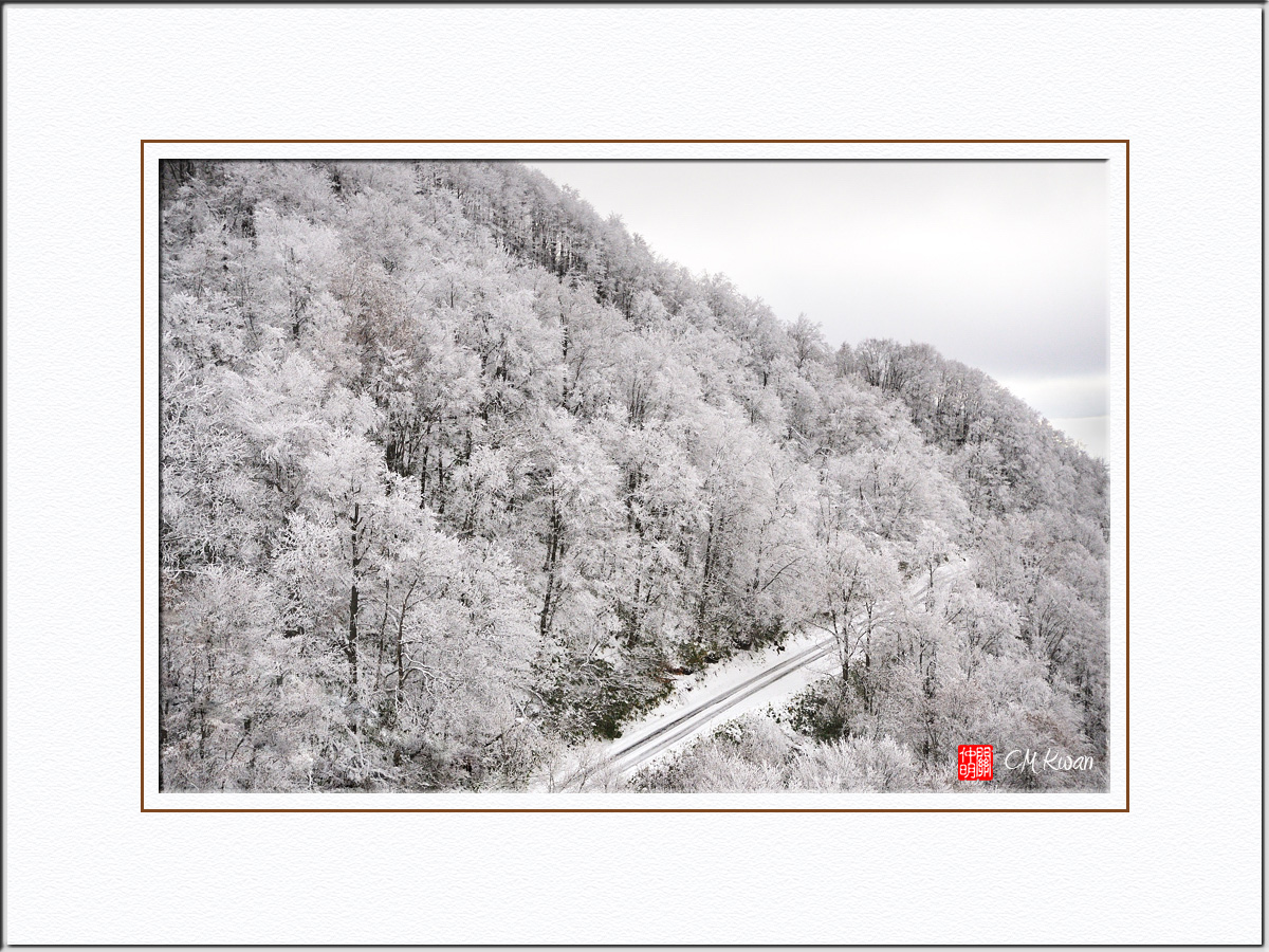 Iced Trees