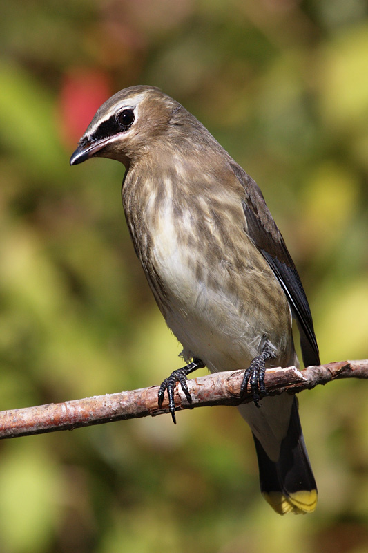 juvenilecedarwaxwing5.jpg