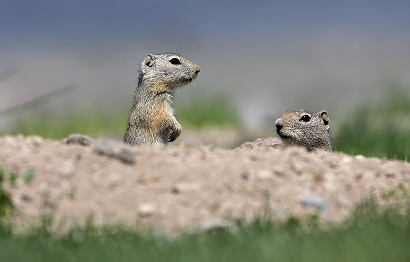 Beldings Ground Squirrel(Spermophilus beldingi)