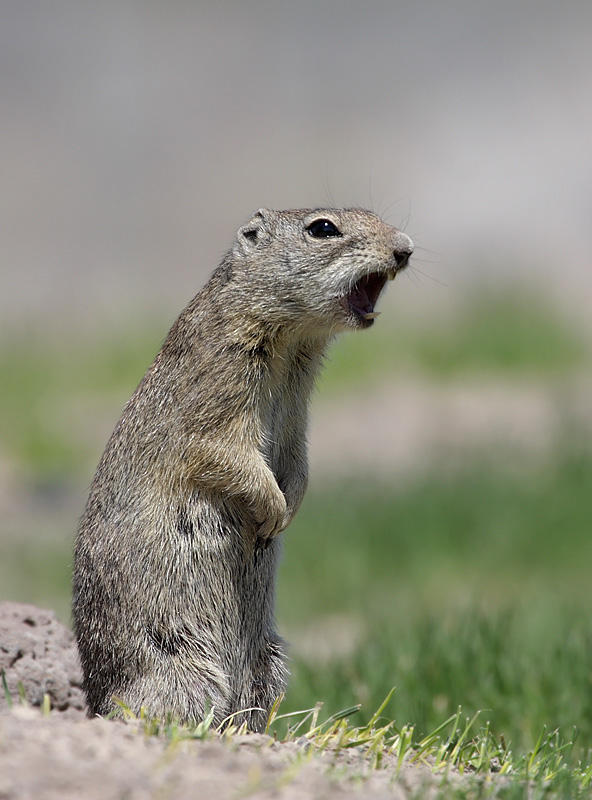 Beldings Ground Squirrel(Spermophilus beldingi)