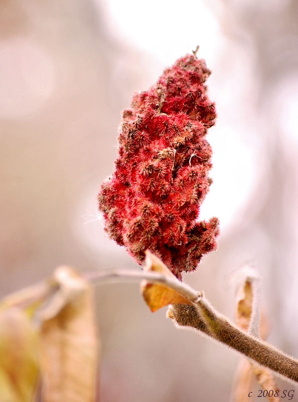 Ripened Sumac Bob