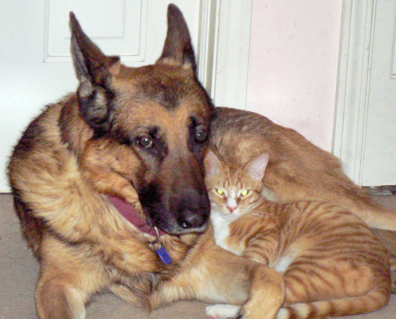 Cat and His Dog