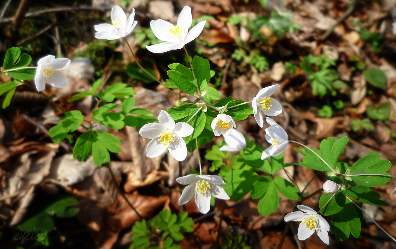 white anemones