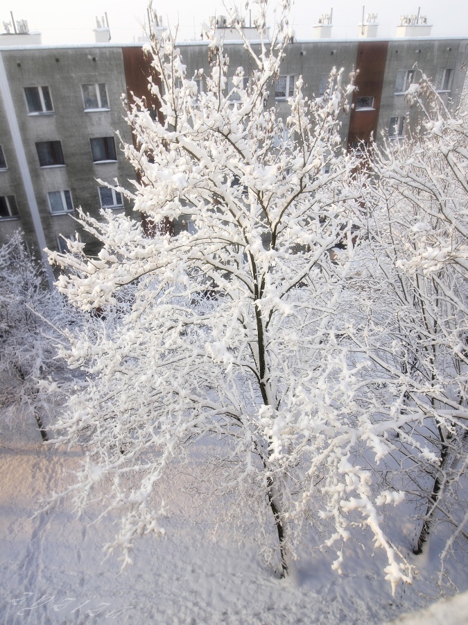 good morning zyziza - (today`s morning view from my window at home)