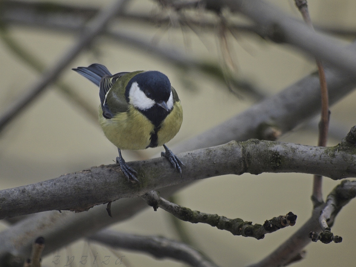 winter`s friend II
