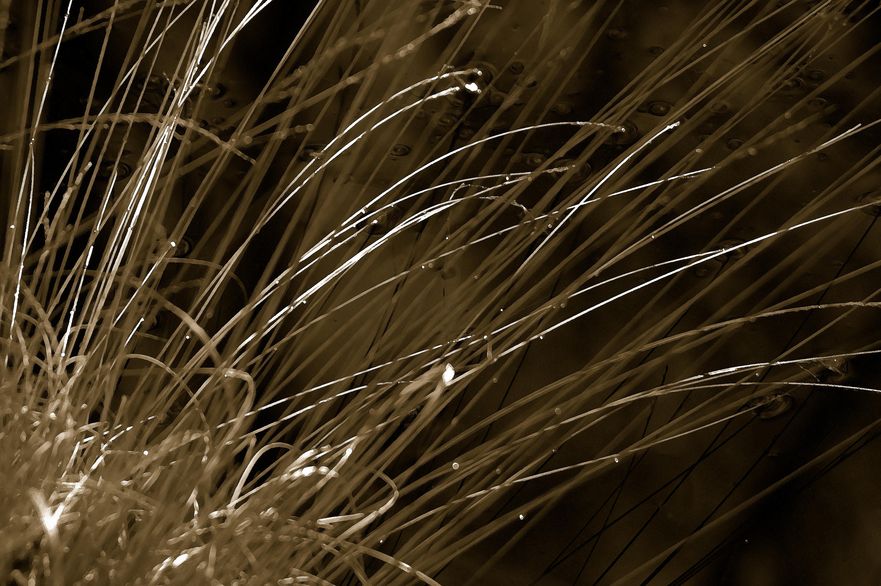 Grass