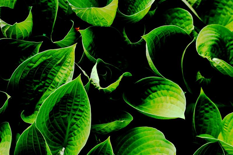 Green hosta