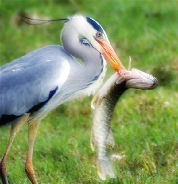 Catch of the day