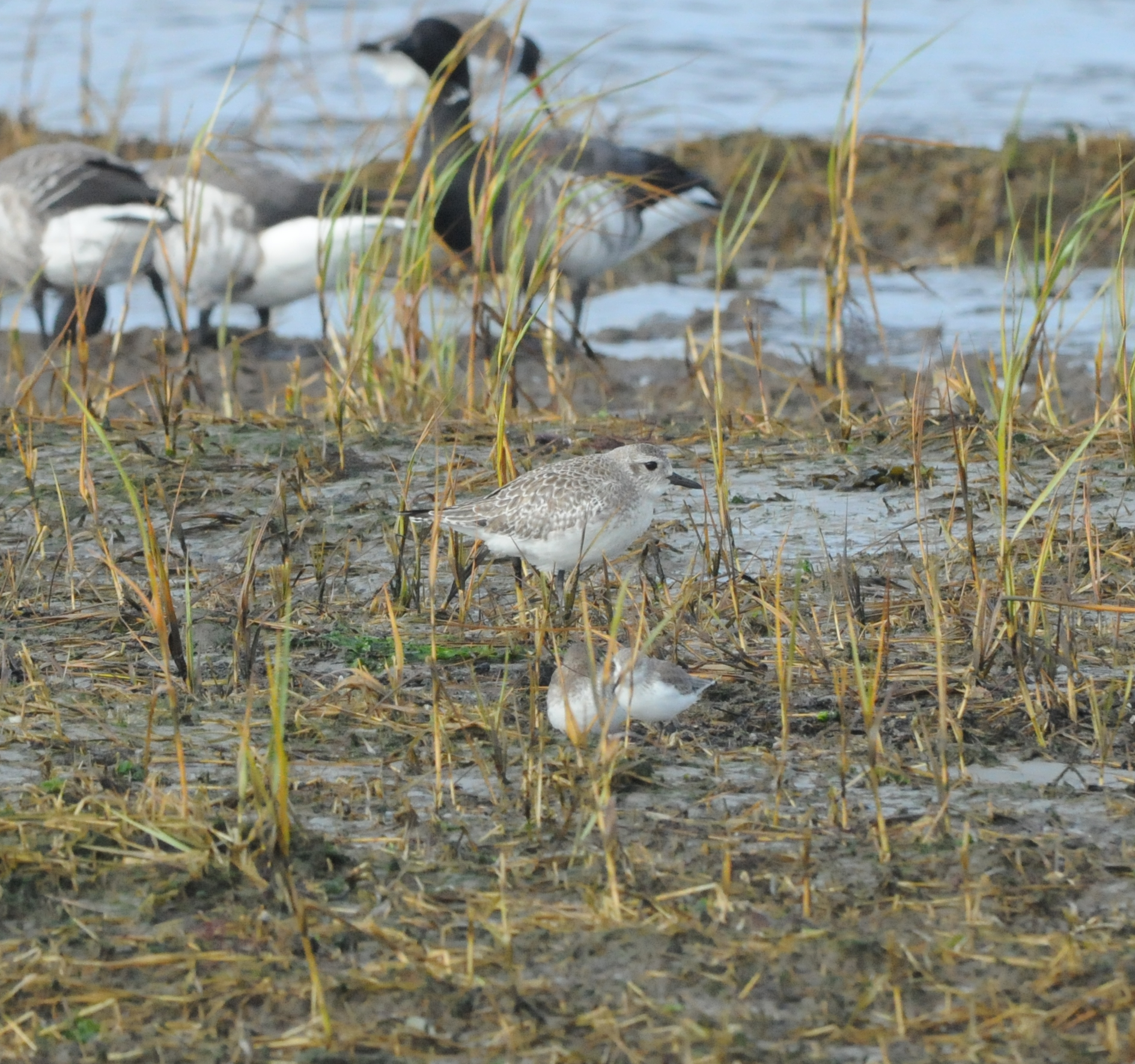 Black-bellied Plover_Sea Isle NJ_1_Nov 08 SGS.jpg