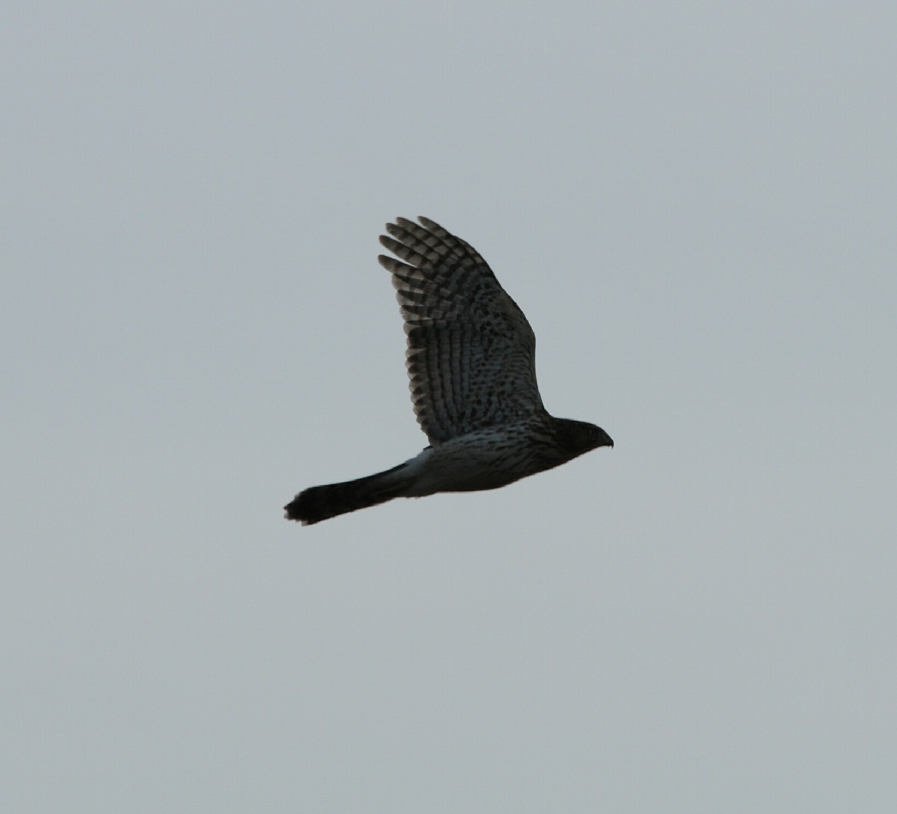 Coopers Hawk_Cape May_3_SS.jpg