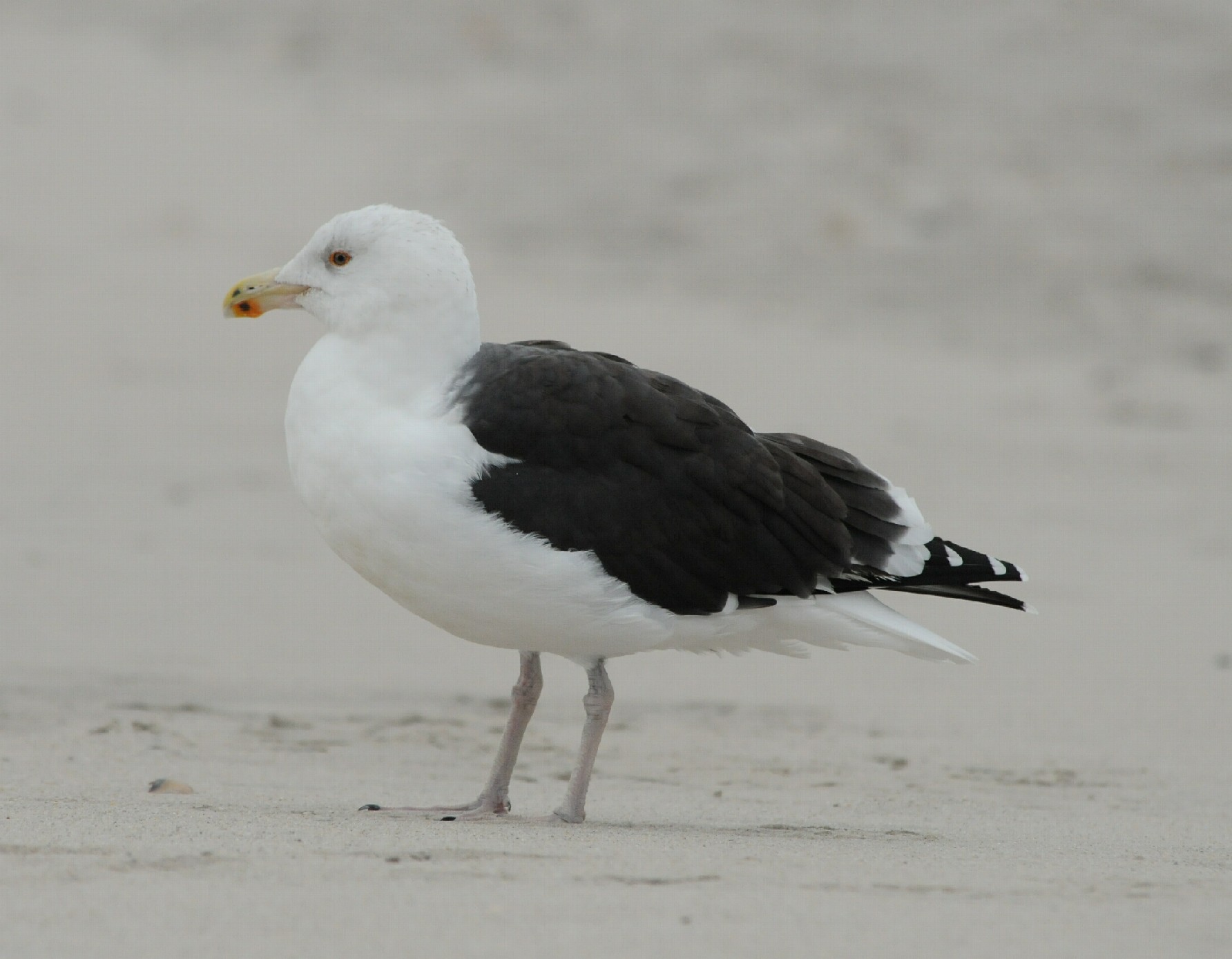 Great Black-backed Gull_Cape May_2_SS.jpg