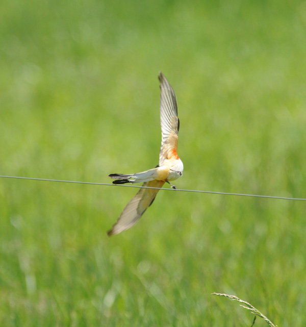 Scissor-tailed Flycatcher