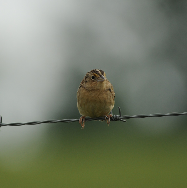 Grasshopper Sparrow