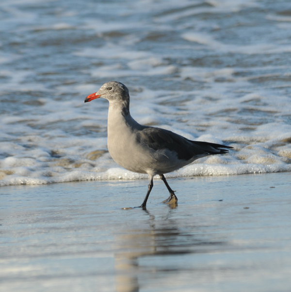 Heermans Gull