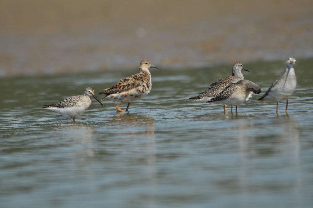 Reeve, Stilt Sandpiper, and Lesser Yellowlegs