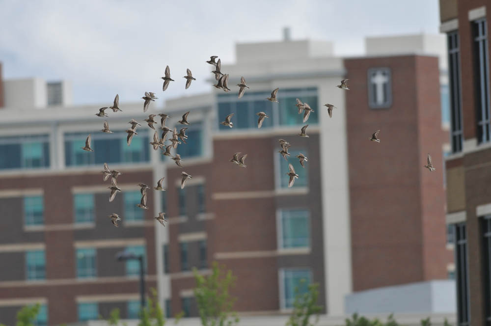 Least Sandpiper flock with MTMC hospital in background (not the entire group of 50)