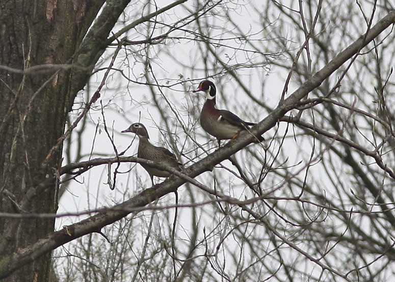 Wood Duck Pair