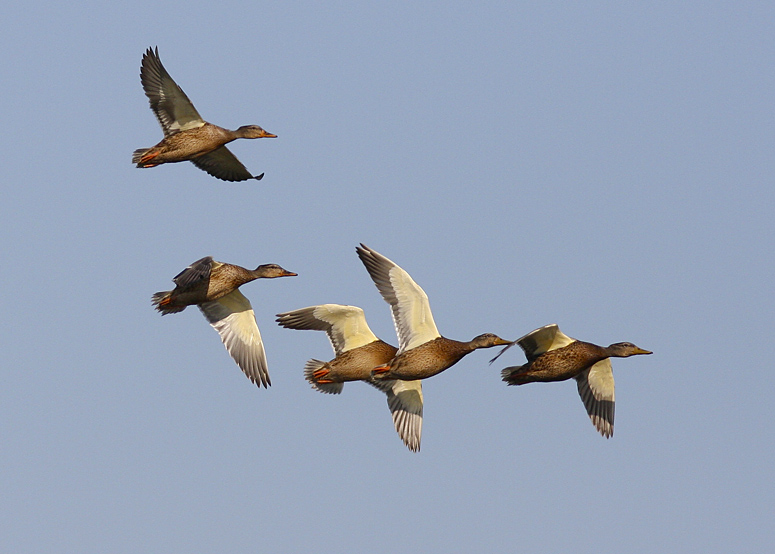 August Mallards