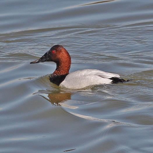 Canvasback - Lake Saracen