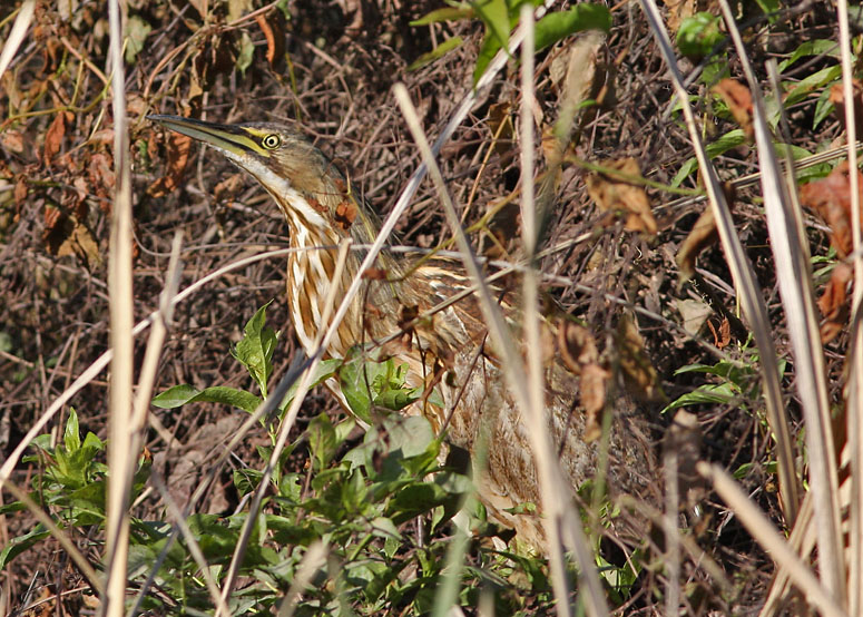 American Bittern