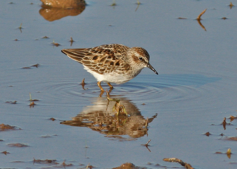 Semipalmated Sandpiper