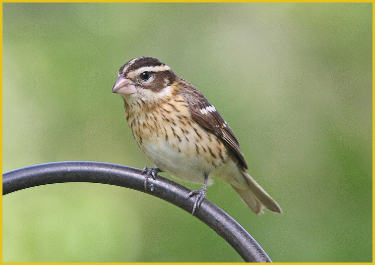 Rose-Breasted Grosbeak Female