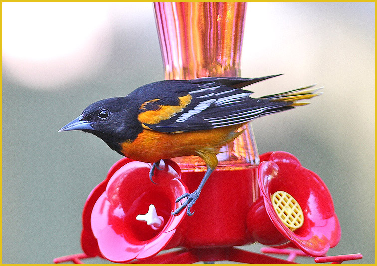 Baltimore Oriole