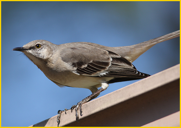 Mockingbird