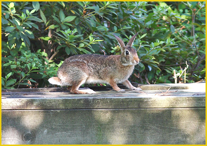 Momma Rabbit