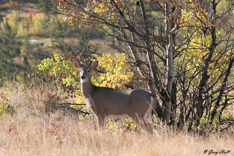 White Tail - Buck 3.jpg