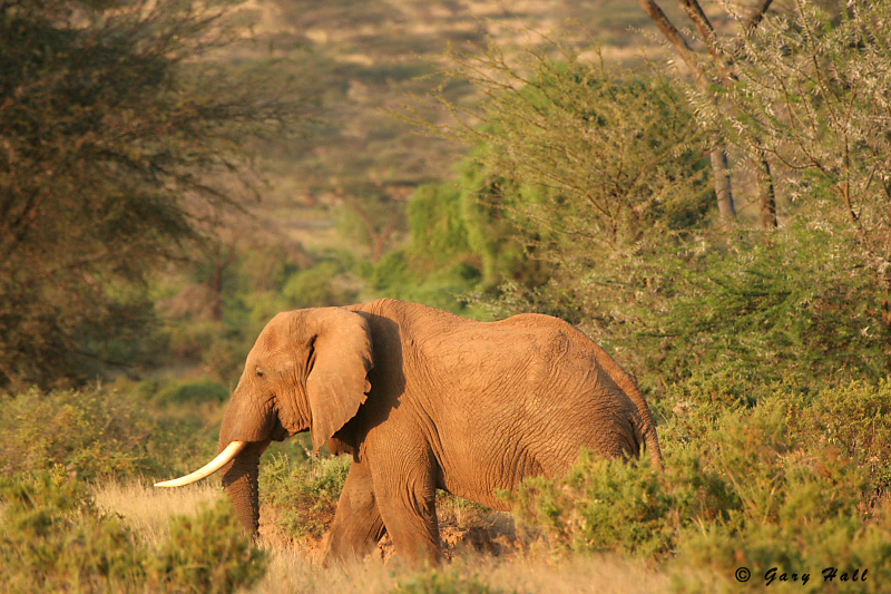Samburu Nature Reserve - Kenya_07-02-07_18.JPG