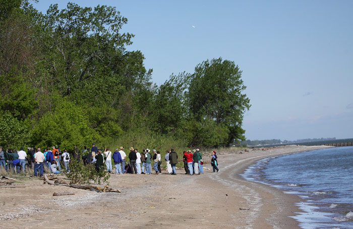Golden-winged Warbler draws birders to lakeshore (USA)