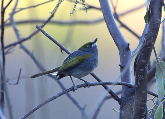 Slaty Vireo