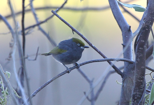 Slaty Vireo 