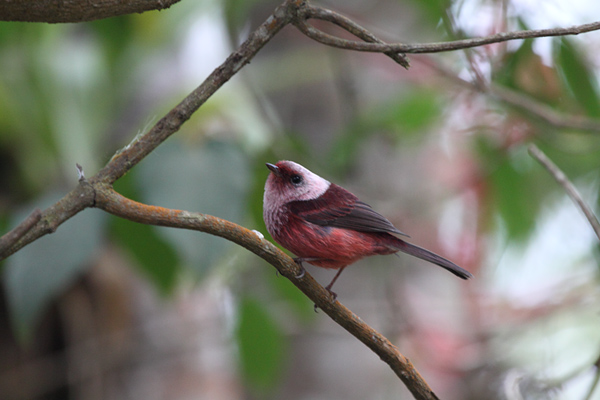 Pink-headed Warbler