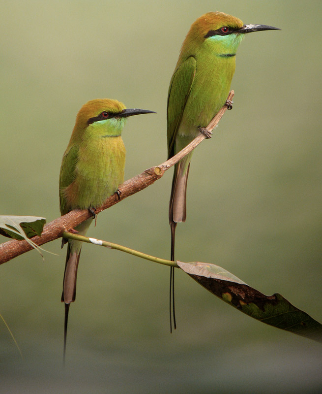 Green Bee-eaters