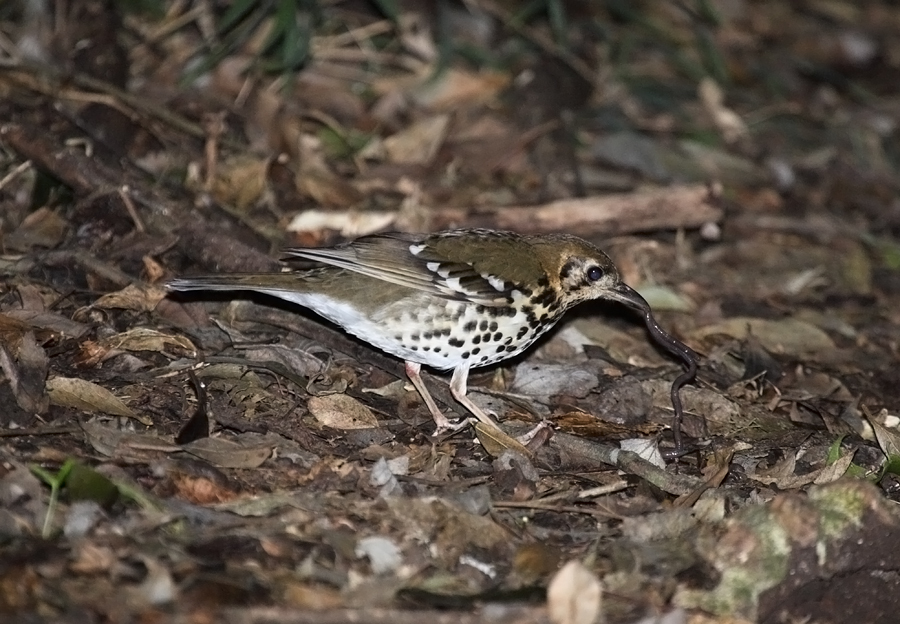 Spotted Ground-Thrush