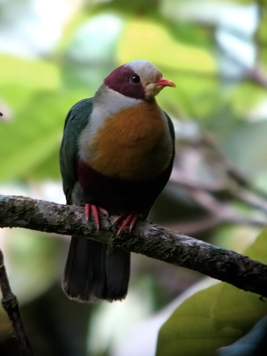 Yellow-breasted Fruit-Dove