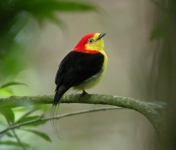 Wire-tailed Manakin 