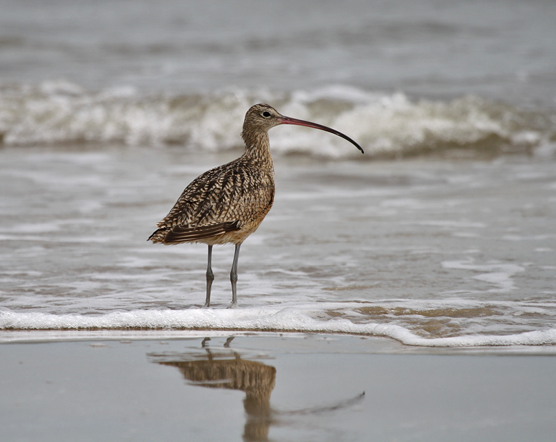 Long-billed Curlew