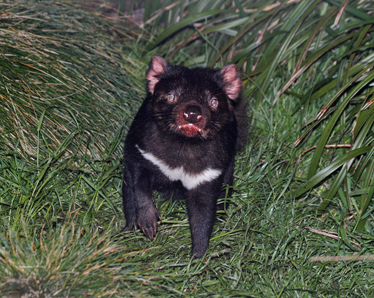 Tasmanian Devil (Australia)